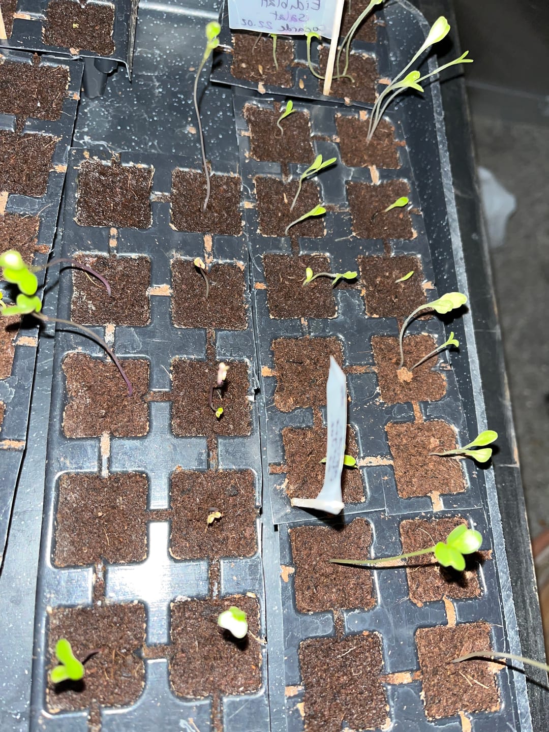 Customer photo review of EAZY PLUG (3.5x3.5cm) Tray 104