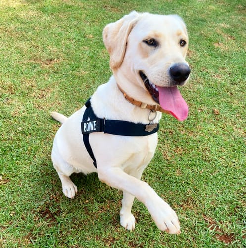 Customer photo review of Dog Harness