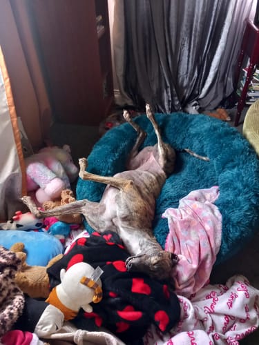 Customer photo review of Super Plush Donut Bed