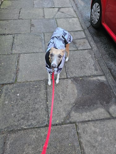 Customer photo review of Camouflage Felton - Sighthound Coat with Underbelly and Harness Hole