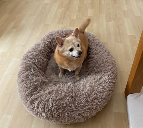 Customer photo review of Puppery Hundebett Wolke 7 - Das Original