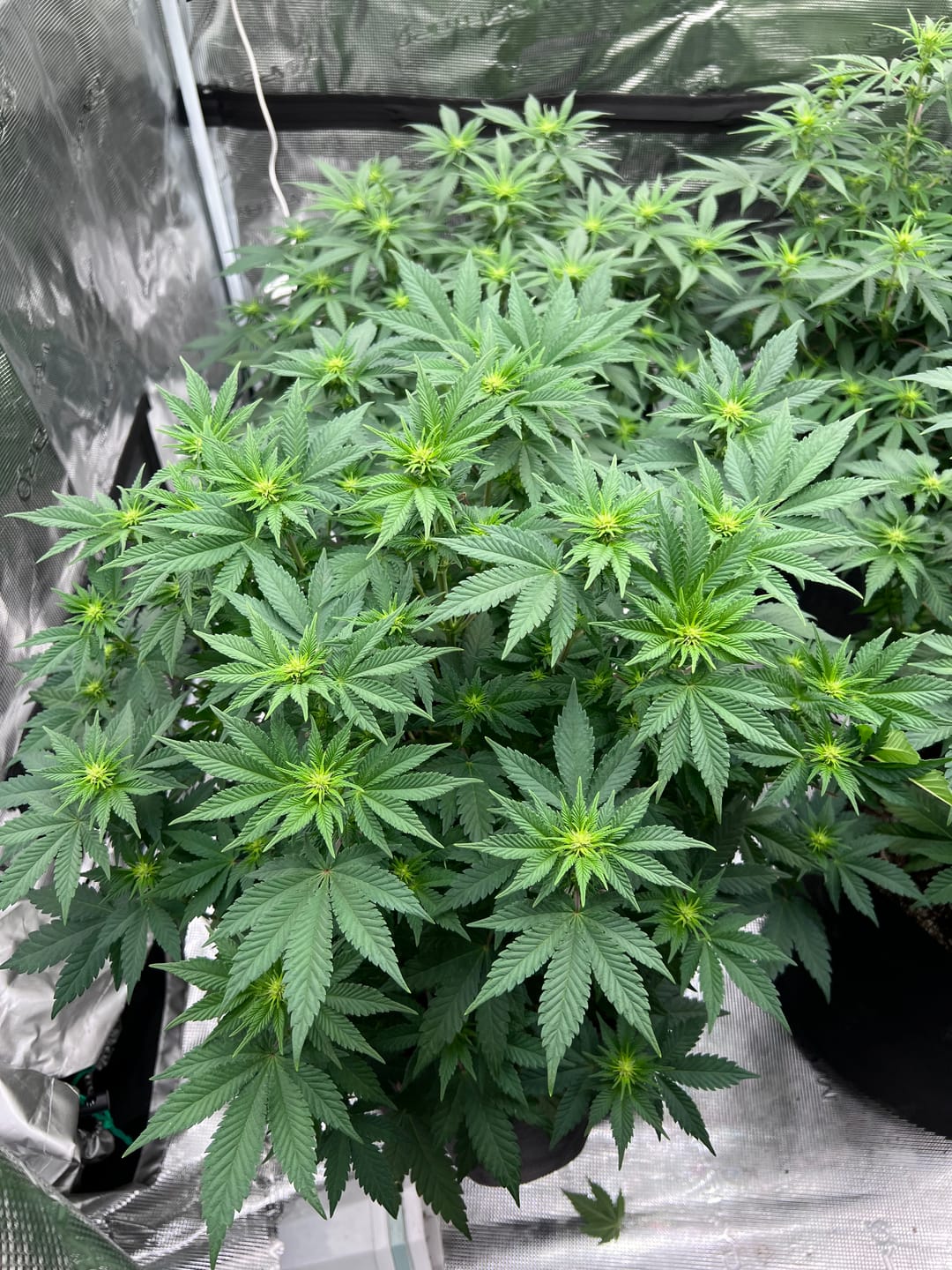 Customer photo review of Advanced Nutrients B52