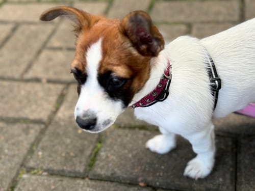 Customer photo review of Dog Lovers Pack