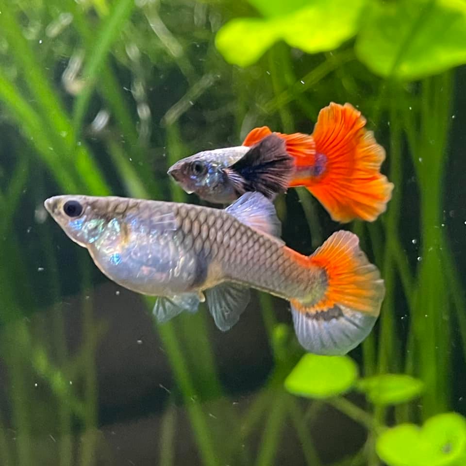 Customer photo review of Dumbo Red Tail Guppy Fish