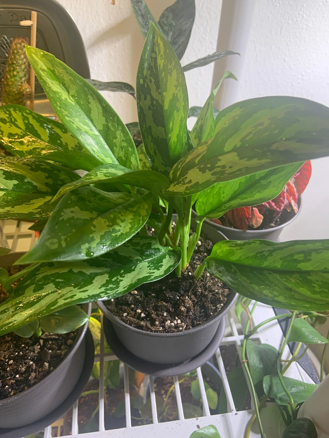 Customer photo review of Aglaonema 'Maria'