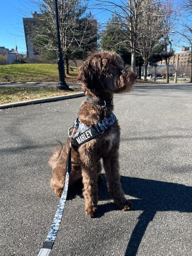 Customer photo review of Dog Lovers Pack