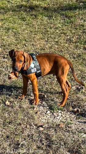 Customer photo review of Dog Lovers Pack