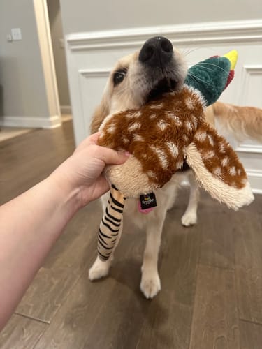 Customer photo review of Fly & Fetch Launching Toys