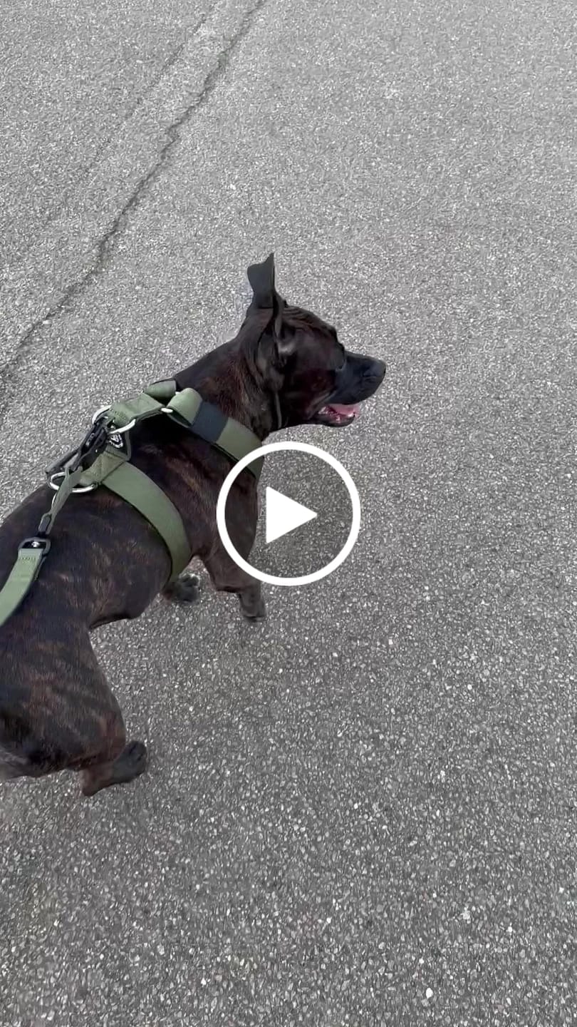 Customer video review of 1.4m Swivel Combat Lead | Neoprene Lined, Secure Rated Clip with Soft Handle - Khaki