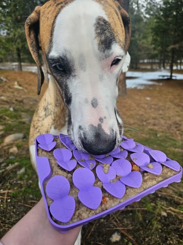 Customer photo review of Slow Feeder - Lick Pad Combo