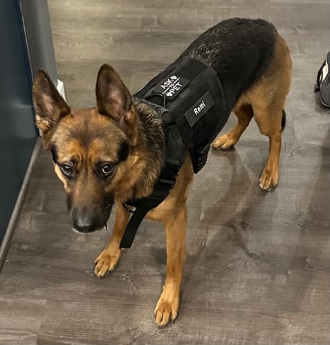 Customer photo review of Custom Hook & Loop Patch For Harness (1 Pair)