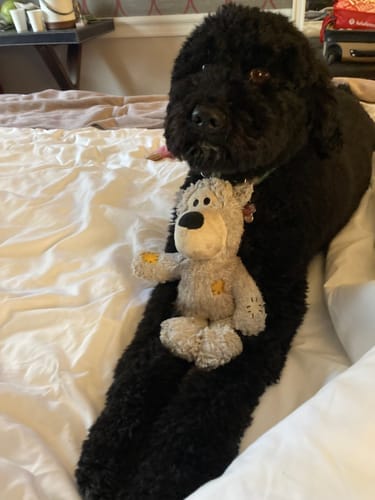 Customer photo review of 5-6 Inch Standard Collagen Wrapped in Bully Stick
