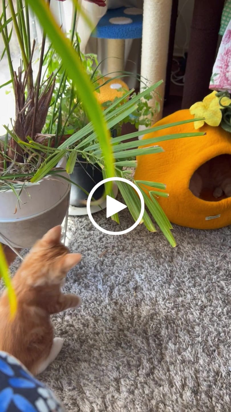 Customer video review of Cat Cave - Pumpkin