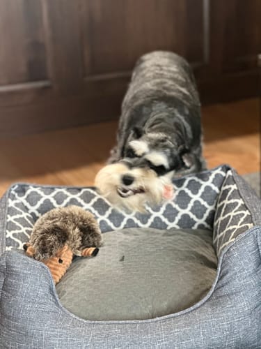 Customer photo review of 5-6 Inch Standard Collagen Wrapped in Bully Stick