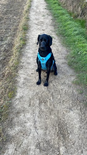 Customer photo review of Tough Trails™ Harness Lucky Dip