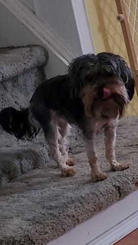 Customer photo review of 5-6 Inch Standard Collagen Wrapped in Bully Stick