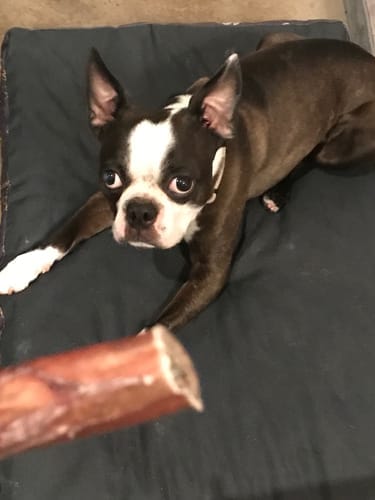 Customer photo review of 5-6 Inch Standard Collagen Wrapped in Bully Stick