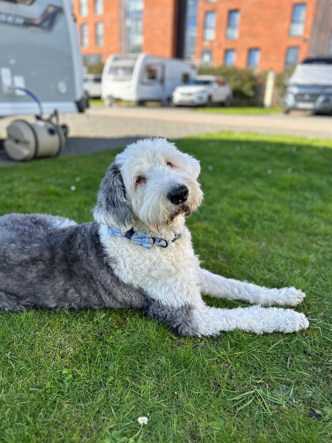 Customer photo review of Collar - Eeyore