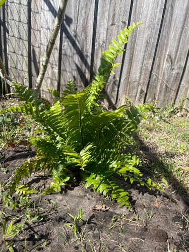 Customer photo review of Macho Fern