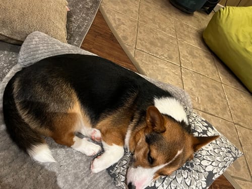 Customer photo review of 5-6 Inch Standard Collagen Wrapped in Bully Stick