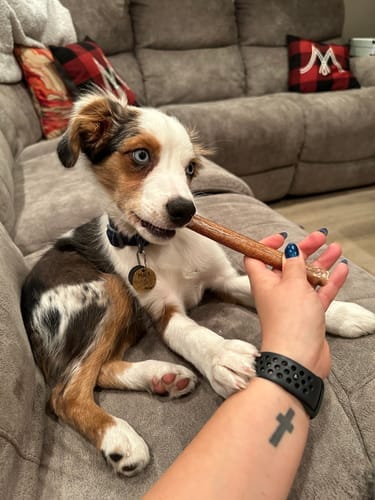 Customer photo review of 5-6 Inch Standard Collagen Wrapped in Bully Stick