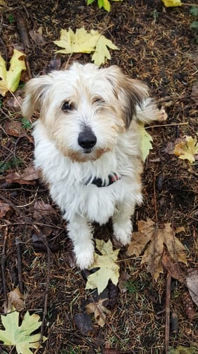Customer photo review of 5-6 Inch Standard Collagen Wrapped in Bully Stick