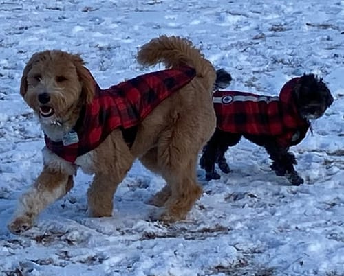 Customer photo review of 5-6 Inch Standard Collagen Wrapped in Bully Stick