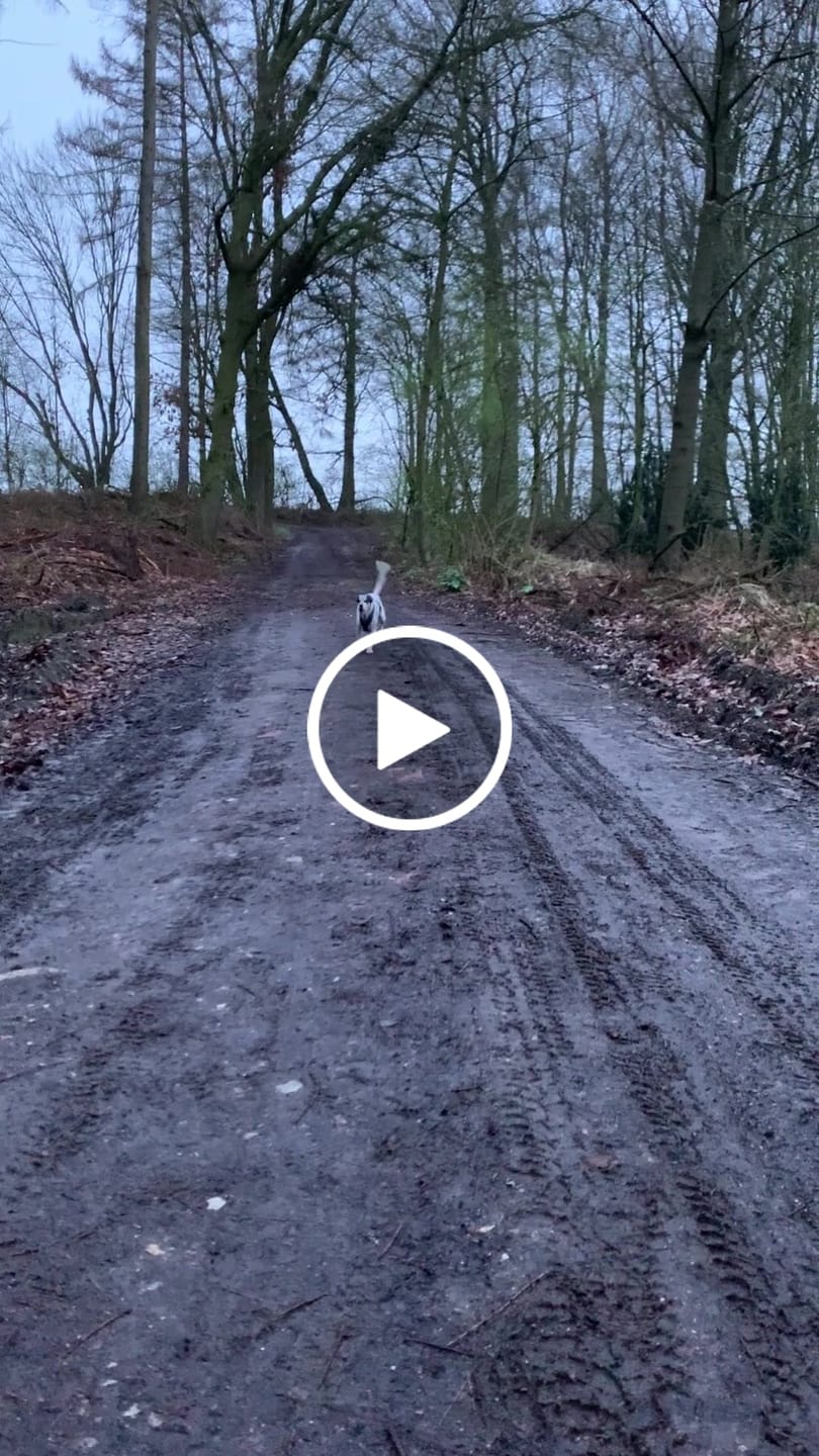 Customer video review of Hundegeschirr PRO "Mountain Green"