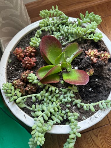 Customer photo review of Donkey's Tail | Sedum Burrito