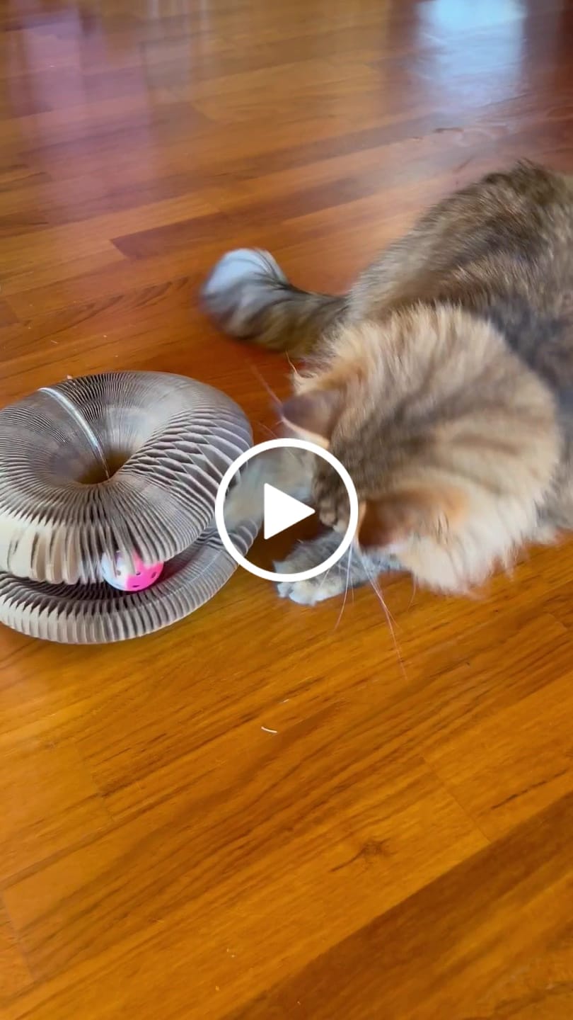 Customer video review of Magisk klorebrett til katt - reduserer kjedsomhet