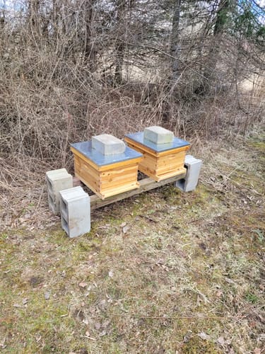 Customer photo review of BeeCastle's Premium 10 Frame Beeswax Coated Beehive:Enhance Your Hive with Mental Top and Cedar Wood Inner Cover, Expertly Dipped in 100% Pure Beeswax Board!