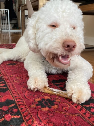 Customer photo review of 5-6 Inch Standard Collagen Wrapped in Bully Stick