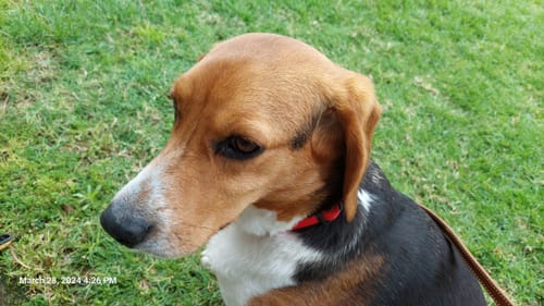 Customer photo review of Ear Wipes with Aloe Vera and Eucalyptus for Dogs - 100 Count
