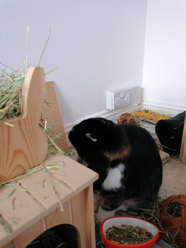 Customer photo review of Timothy Hay Box 'Coarse Cut'