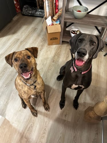 Customer photo review of 5-6 Inch Standard Collagen Wrapped in Bully Stick