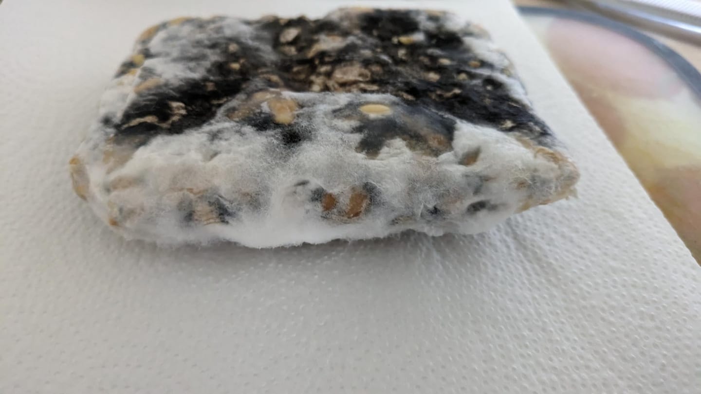 Customer photo review of BIO Tempeh-Revolution: Starter-Kultur für Heimfermentation