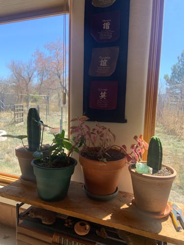 Customer photo review of San Pedro Cactus Cuttings | Echinopsis (Trichocereus) pachanoi Cuttings