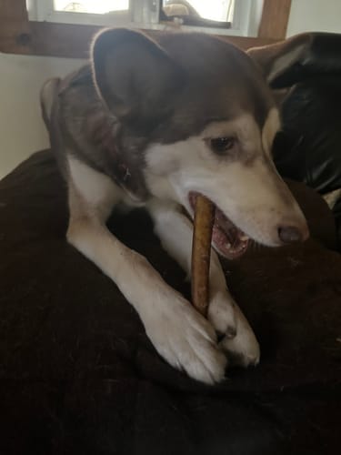Customer photo review of 5-6 Inch Standard Collagen Wrapped in Bully Stick