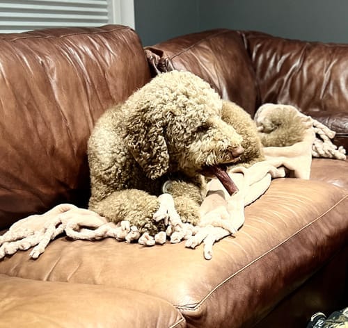 Customer photo review of 5-6 Inch Standard Collagen Wrapped in Bully Stick