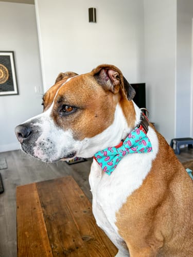 Customer photo review of Flamingo Bow Tie for Dog and Cat Collar