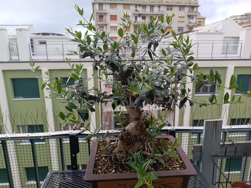 Customer photo review of PROTOCOLLO NUCLEARE CB®