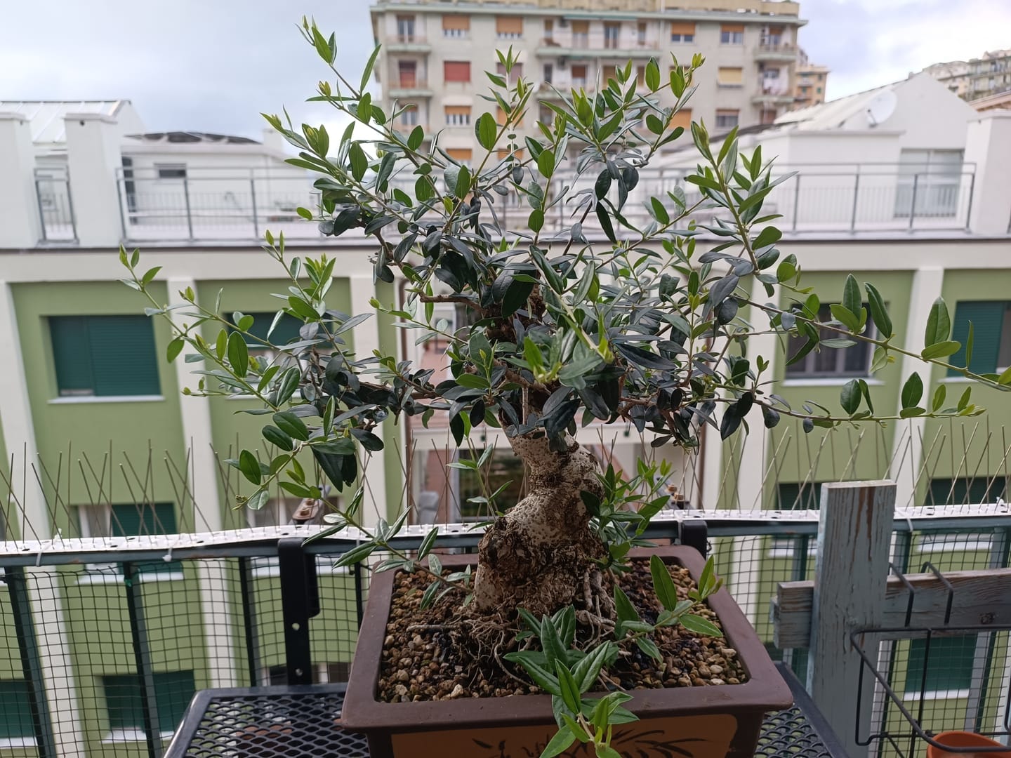 Customer photo review of PROTOCOLLO NUCLEARE CB®