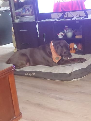 Customer photo review of 5-6 Inch Standard Collagen Wrapped in Bully Stick