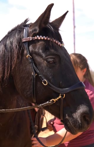 Customer photo review of Soñadora Multi Bridle