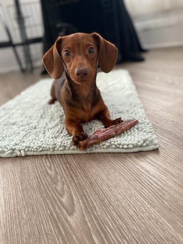 Customer photo review of 5-6 Inch Standard Collagen Wrapped in Bully Stick