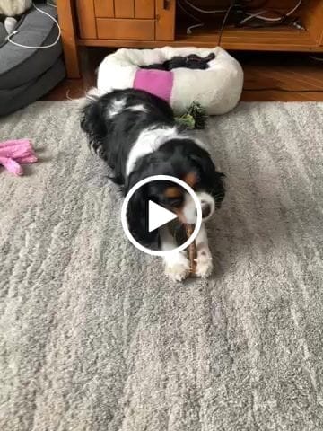 Customer photo review of 5-6 Inch Standard Collagen Wrapped in Bully Stick
