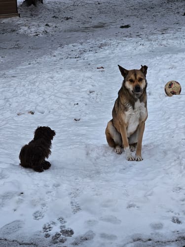 Customer photo review of 5-6 Inch Standard Collagen Wrapped in Bully Stick
