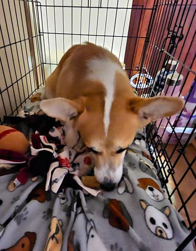 Customer photo review of Small Yak Milk Dog Chews