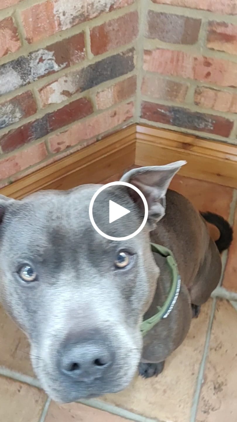 Customer video review of 4cm LIGHTER Combat® Collar | With Handle Rated Clip - Khaki x Khaki