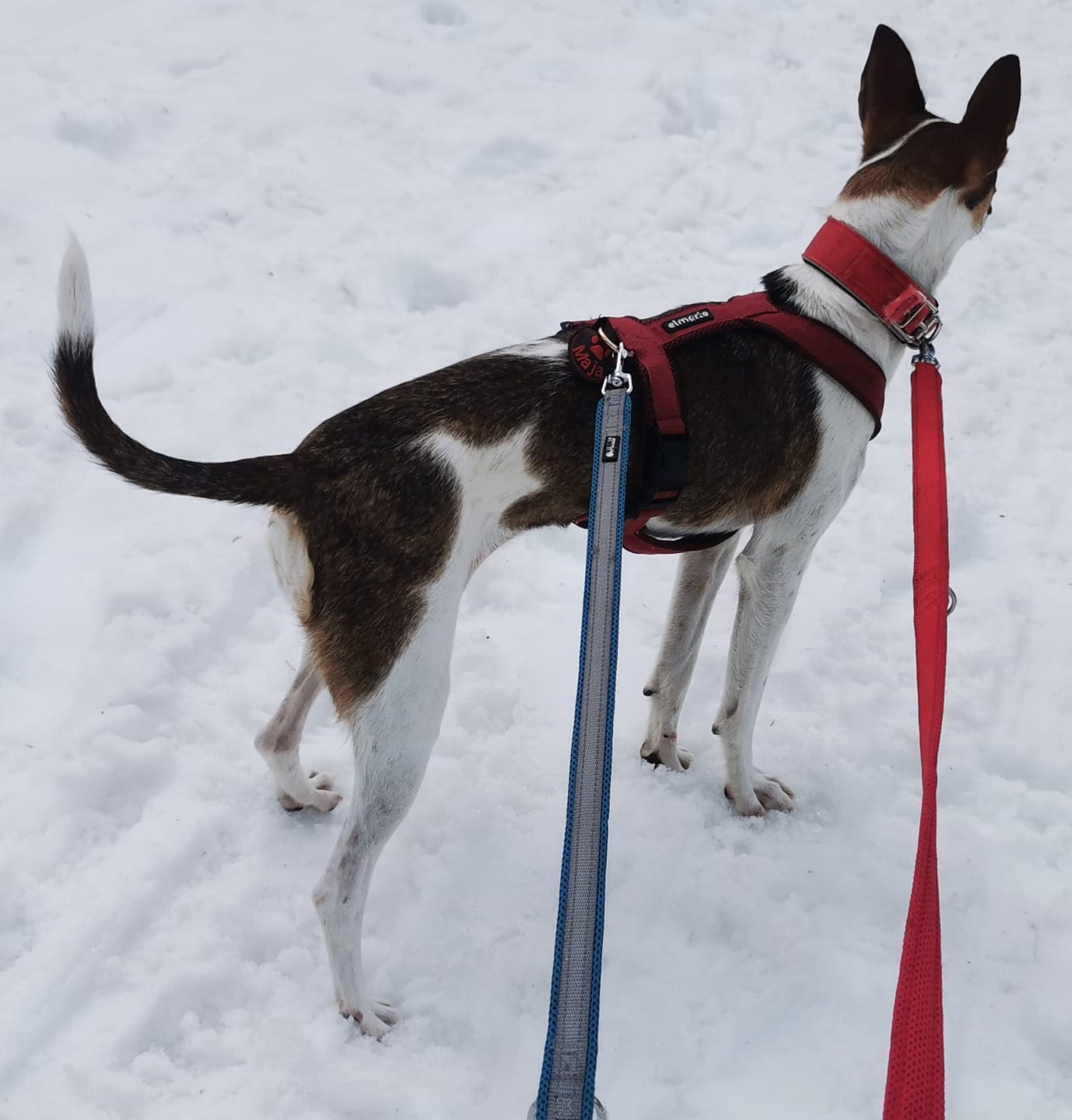 Customer photo review of Windhundgeschirr FUN "Bordeaux"